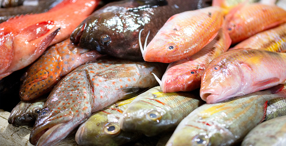 鮮魚のイメージ